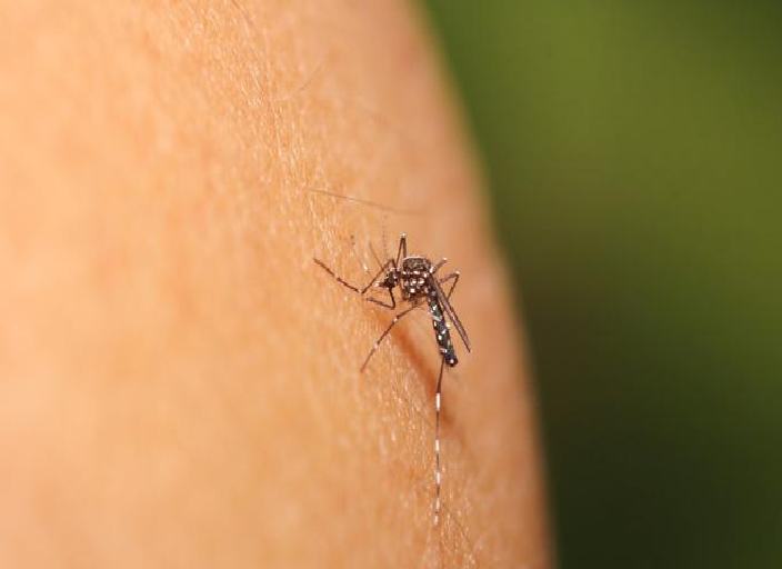 dengue mosquito